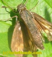 /home//u458753944/public_html/sourcegallery////////////Insects and small critters/butterflies and moths (Lepidoptera)/P1130199.JPG